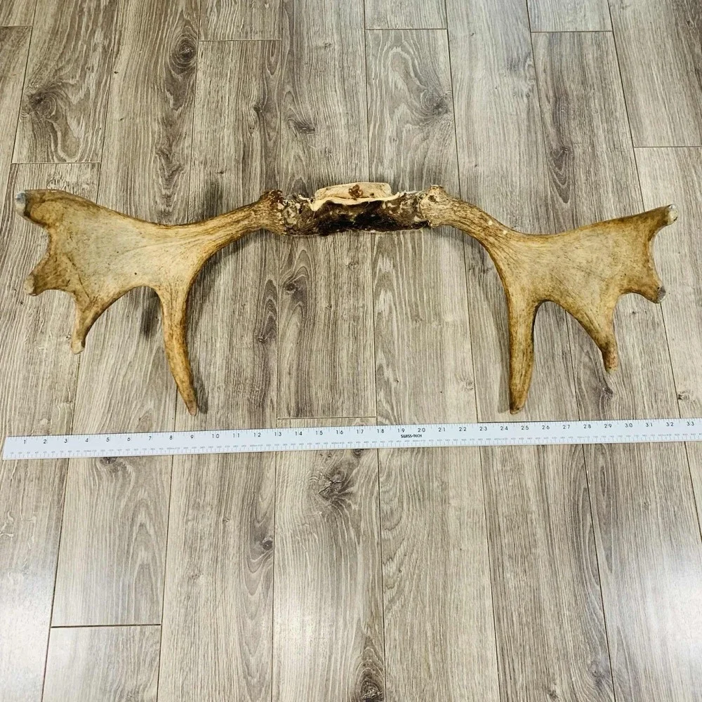 Naturally Shed Wild Moose Antler (Horn, Knife, Carving, Chew, Taxidermy) Full - Picture 2 of 15